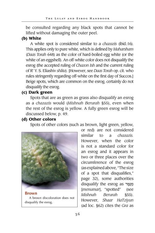 The Lulav and Esrog Handbook – תמונה 4