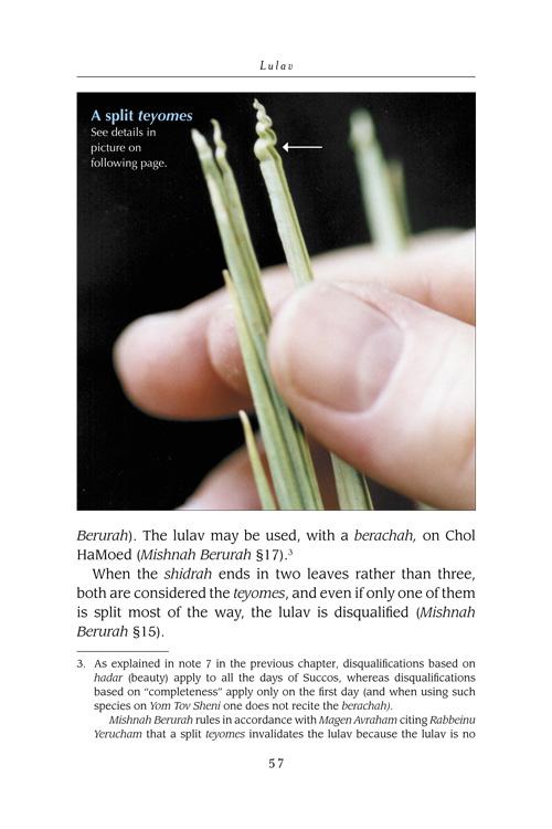 The Lulav and Esrog Handbook – תמונה 8