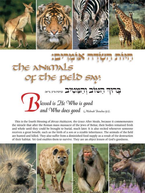Perek Shirah – The Song of the Universe – Pocket Size – תמונה 7