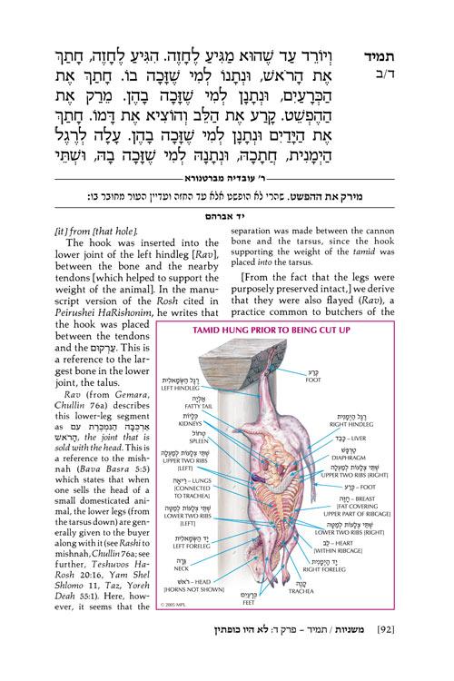 Yad Avraham Mishnah Series:34 Tractates TAMID/MIDDOS/KINNIM (Seder Kodashim) – תמונה 4