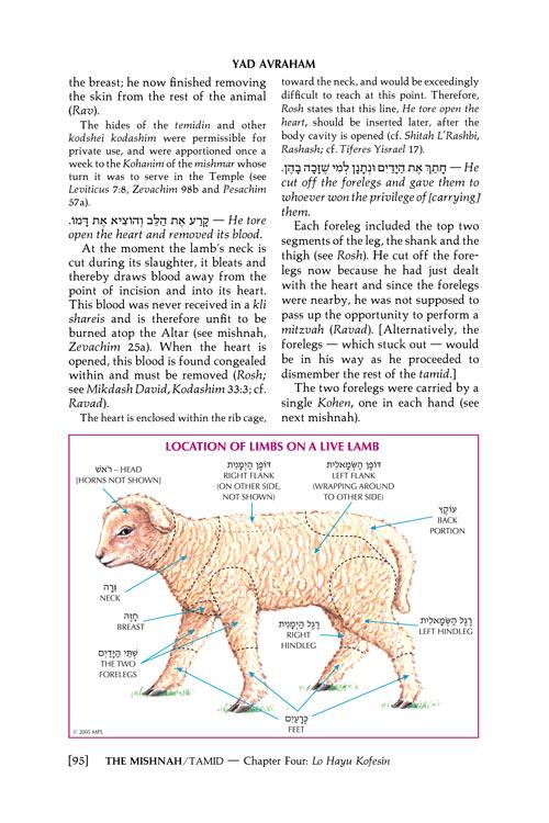 Yad Avraham Mishnah Series:34 Tractates TAMID/MIDDOS/KINNIM (Seder Kodashim) – תמונה 7