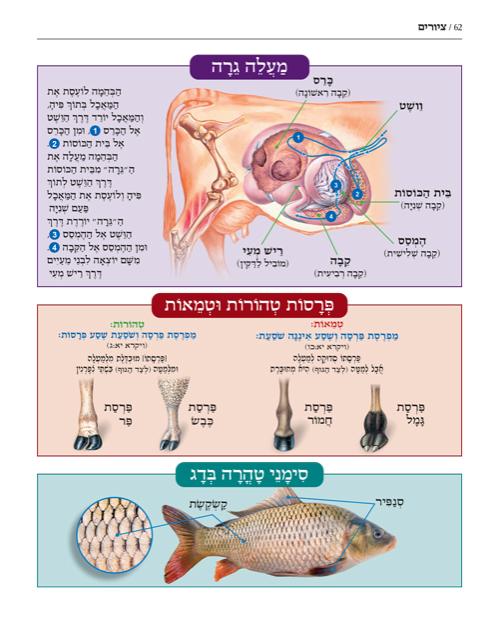 מפות, טבלאות, וסדרי המאורעות שבתורה (מהדורת עברית, כריכה רכה) – תמונה 4