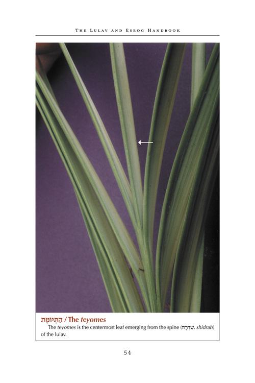 The Lulav and Esrog Handbook – תמונה 5